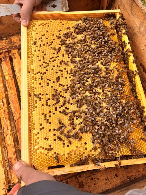 There will be a new generation of bees