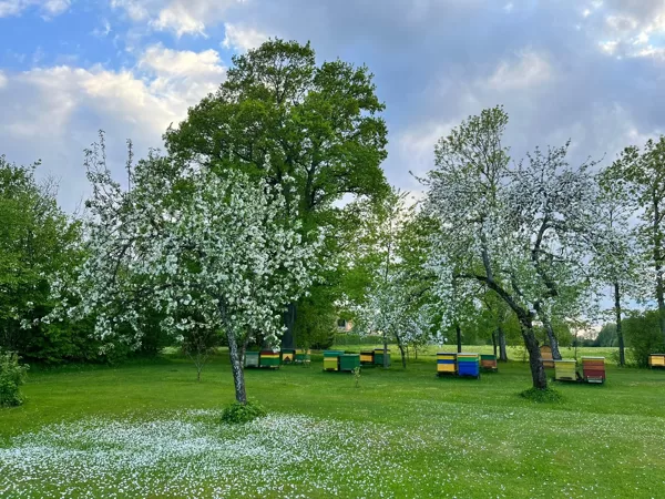 Apiary in spring