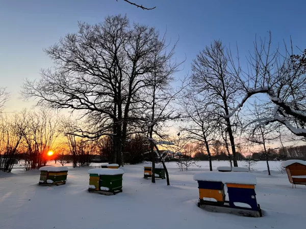 Apiary in winter