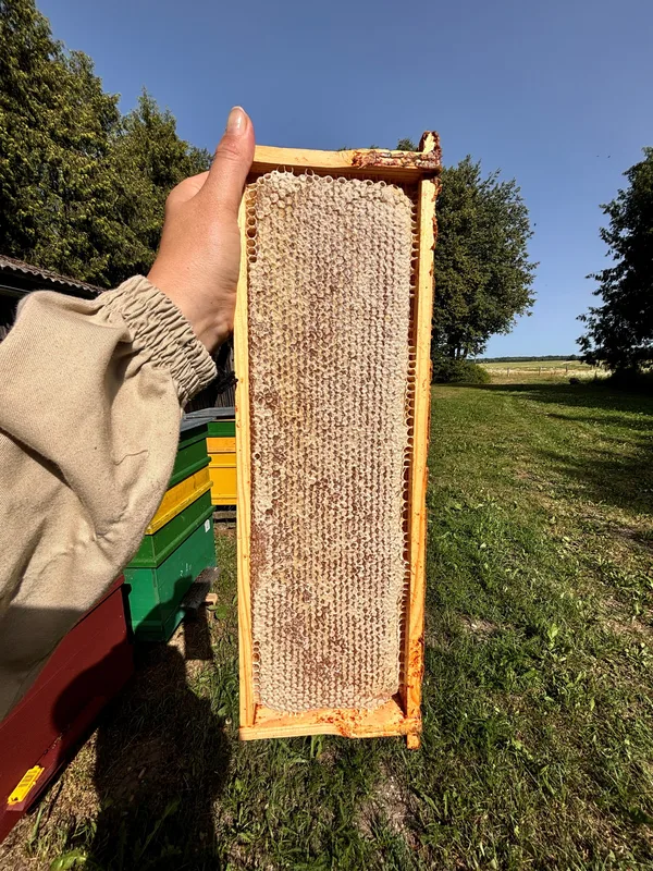 A frame diligently capped by bees