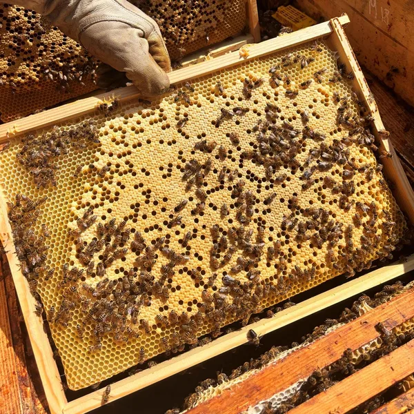 In the apiary