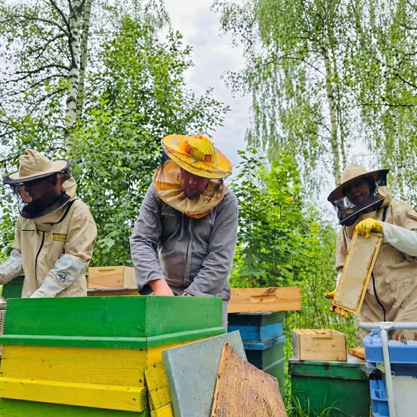 Harvesting honey